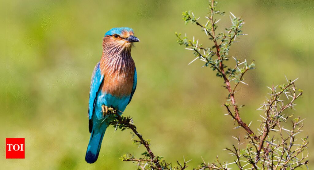 Wings Over Delhi: 221 bird species tracked in national capital; an year-long citizens-led project