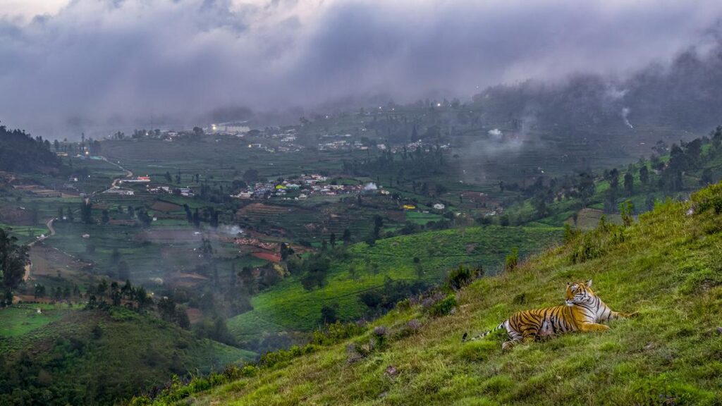 Sandesh Kadur’s Nilgiris: A Shared Wilderness hits the big screen