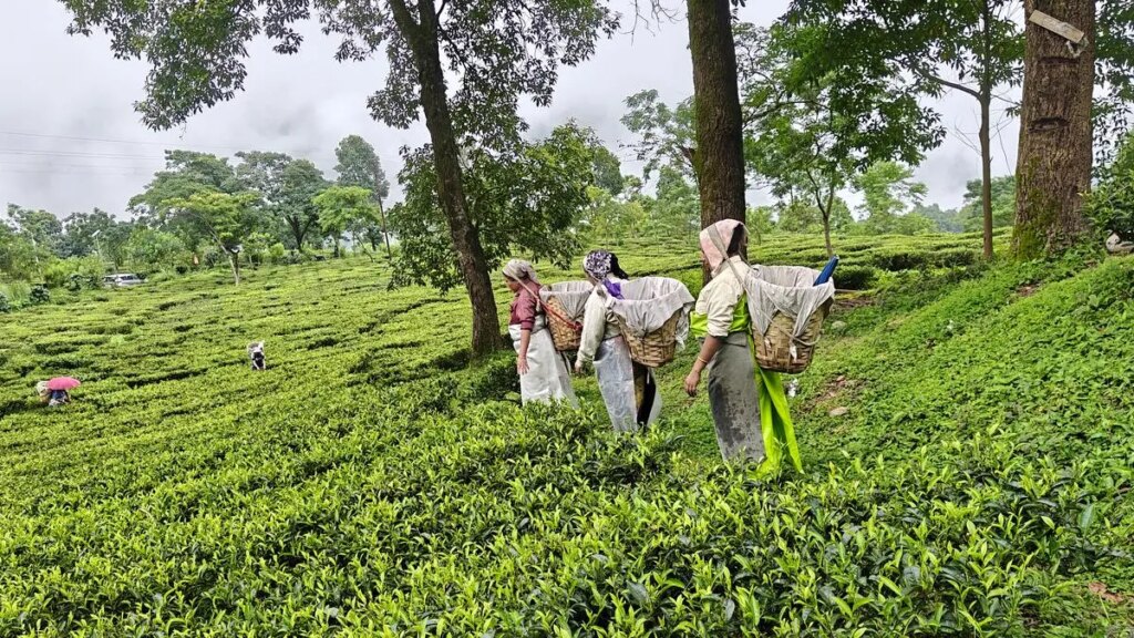 From field to cup, what goes into the making of the pricey Makaibari tea