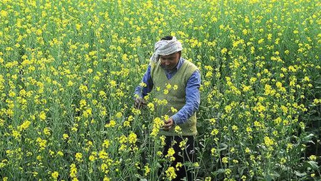 IVPA suggests calibrated release of mustard stock by government