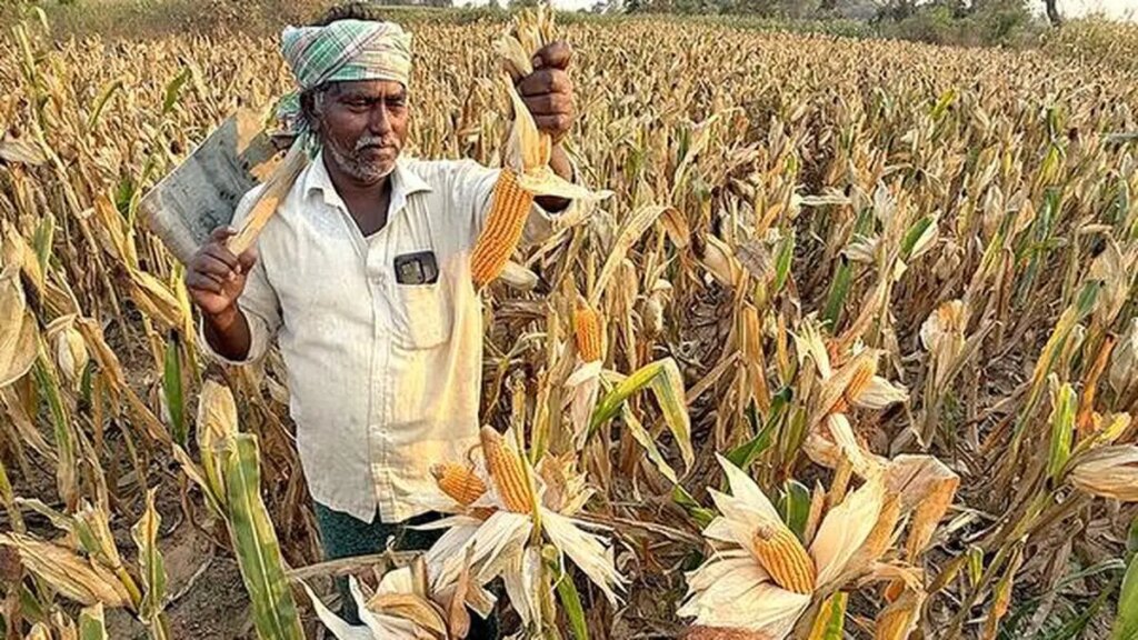 Maize acreage up 15% till July 21, seen heading for a new high as farmers expand area