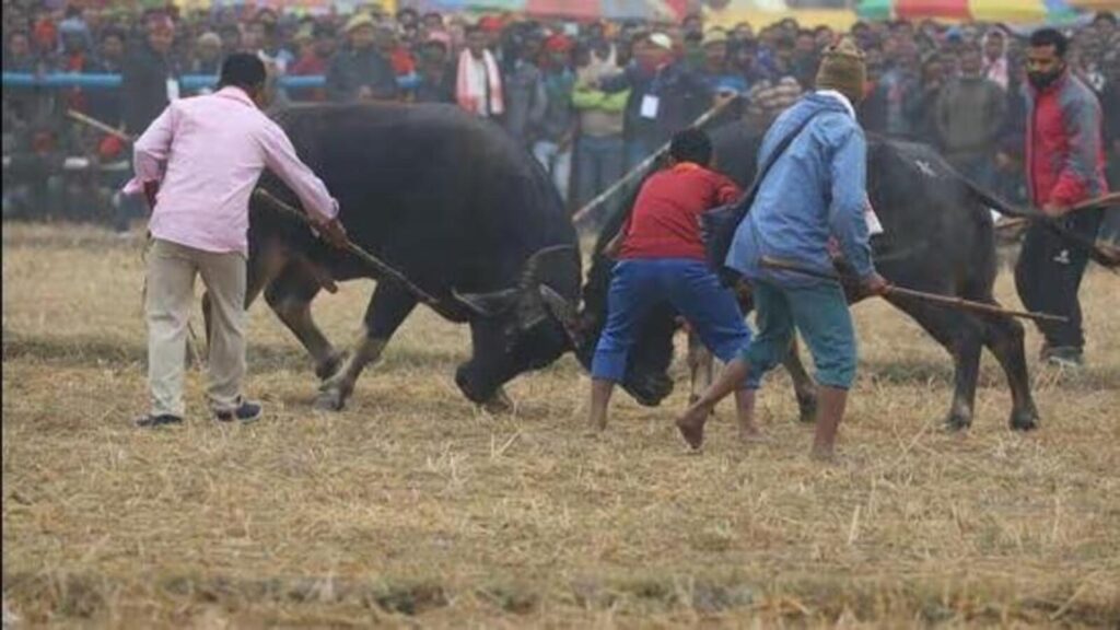 Goa mulls law to legalise traditional bullfight, CM says it’s a taming sport