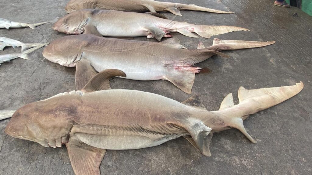 India ramps up action against illegal shark fishing with new protections and enforcement tools