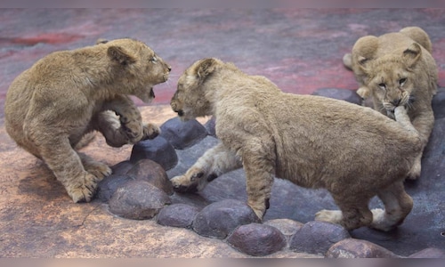 Chinese restaurant offering lion cub hugs with tea sparks backlash over animal welfare