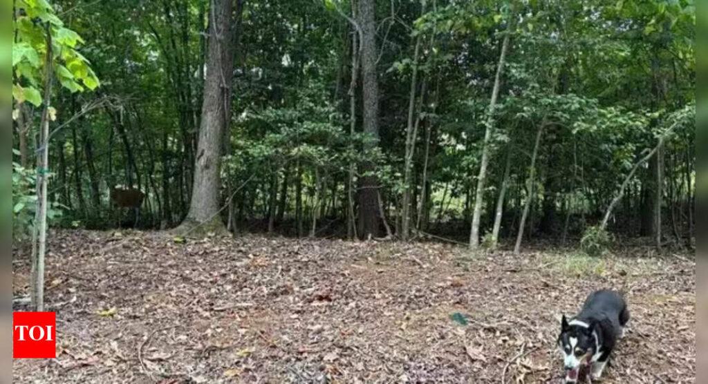 Optical Illusion: Can you spot the hidden deer in this forest illusion? Only the sharpest minds can