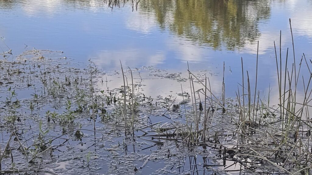 Optical illusion: If you spot the hidden alligator in this pond, you’ll be titled vision genius of the day | Trending