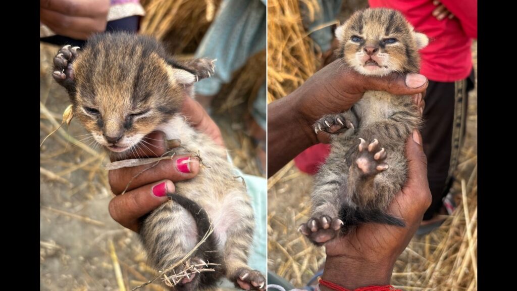 Wildbuzz | An amazing find for Haryana