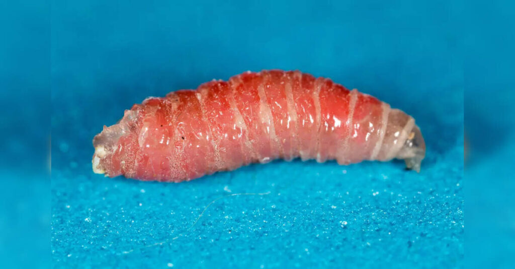 First Human Screwworm Case in the US Linked to Guatemalan Traveler, ETHealthworld