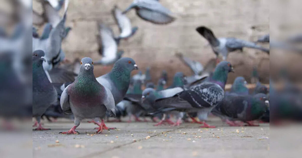 Maharashtra Government Launches Study on Health Risks from Pigeon Feathers and Droppings, ETHealthworld
