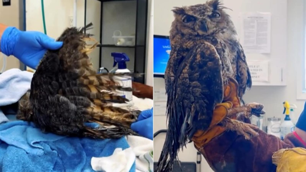 Wildlife officials share heartbreaking video of great horned owl rescued from glue trap: 'Please don't do this'