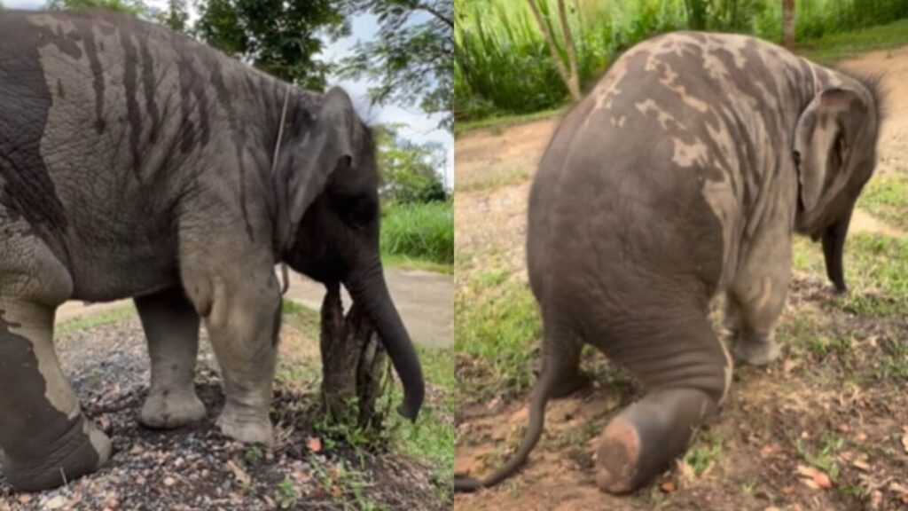 'Nice try, troublemaker': Baby elephant tries to sit on caretaker’s lap, internet cannot stop gushing